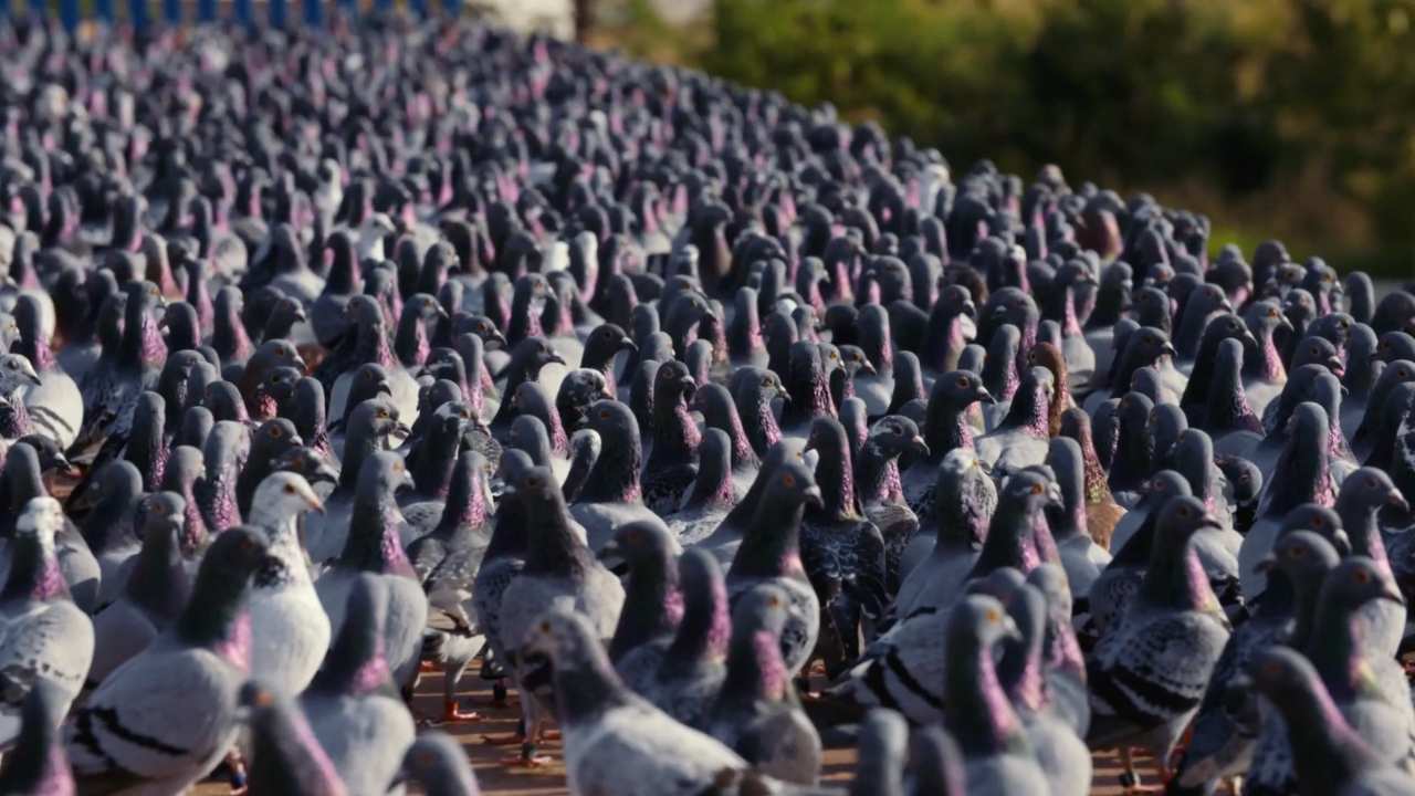 a flock of pigeons
